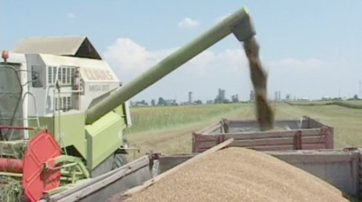România produce 1% din recolta globală de grâu
